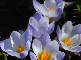 Krokus, šafrán zlatý 'Blue Pearl' - Crocus chrysanthus 'Blue Pearl'
