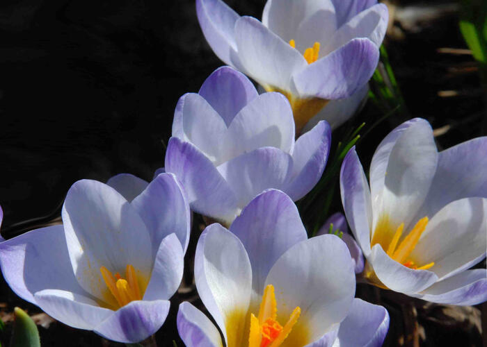 Krokus, šafrán zlatý 'Blue Pearl' - Crocus chrysanthus 'Blue Pearl'
