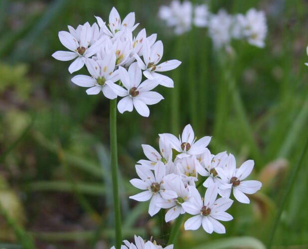 Česnek neapolský - Allium neapolitanum