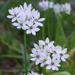 Česnek neapolský - Allium neapolitanum