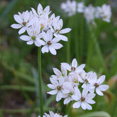 Česnek neapolský - Allium neapolitanum