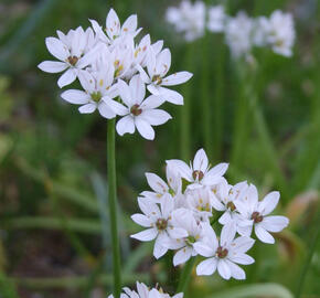 Česnek neapolský - Allium neapolitanum