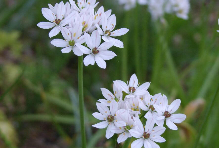 Česnek neapolský - Allium neapolitanum