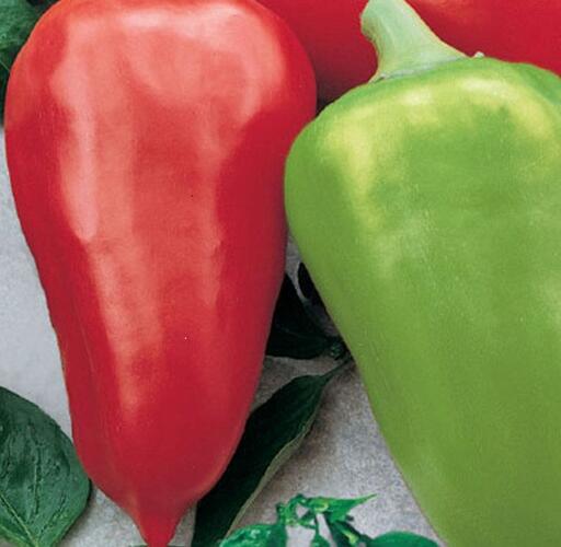 Paprika k rychlení 'Sandra' - Capsicum annuum 'Sandra'