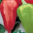 Paprika k rychlení 'Sandra' - Capsicum annuum 'Sandra'