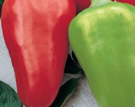 Paprika k rychlení 'Sandra'