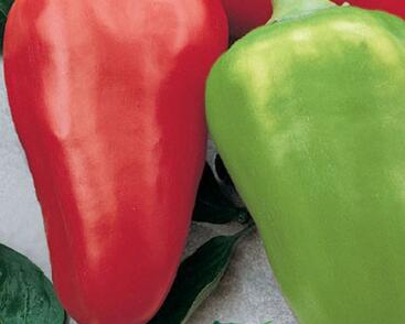 Paprika k rychlení 'Sandra'