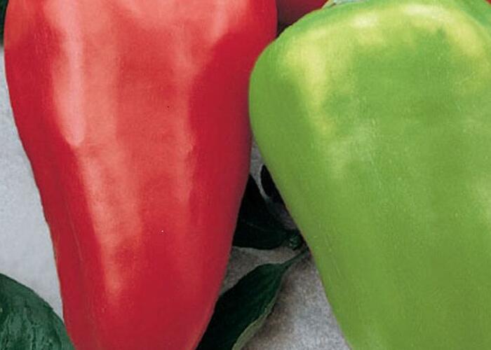 Paprika k rychlení 'Sandra' - Capsicum annuum 'Sandra'