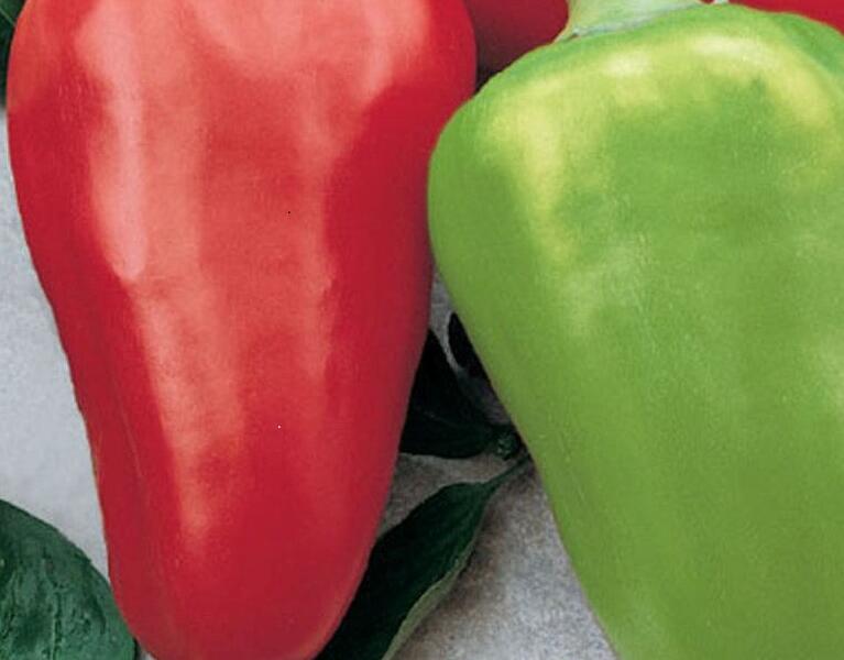 Paprika k rychlení 'Sandra' - Capsicum annuum 'Sandra'