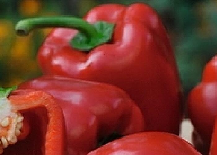 Paprika balkonová 'Almira Midi Red F1' - Capsicum annuum 'Almira Midi Red F1'