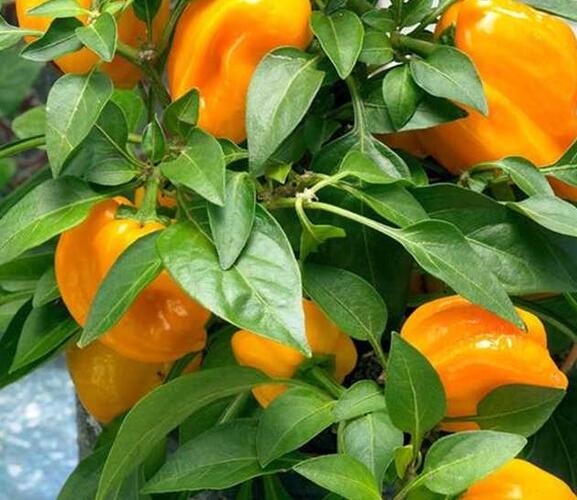 Paprika balkonová 'Almira Midi Yellow' F1 - Capsicum annuum 'Almira Midi Yellow' F1