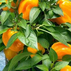 Paprika balkonová 'Almira Midi Yellow' F1 - Capsicum annuum 'Almira Midi Yellow' F1