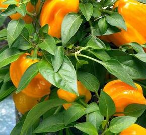 Paprika balkonová 'Almira Midi Yellow' F1 - Capsicum annuum 'Almira Midi Yellow' F1