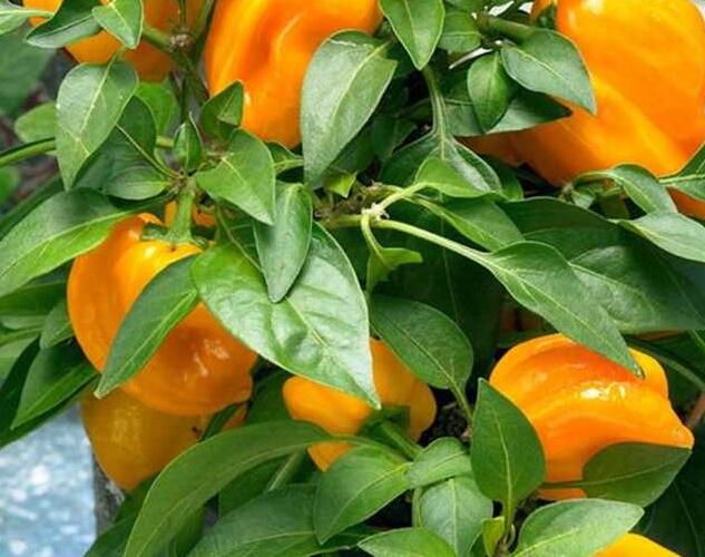 Paprika balkonová 'Almira Midi Yellow F1' - Capsicum annuum 'Almira Midi Yellow F1'