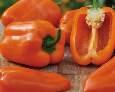 Paprika balkonová 'Almira Midi Orange' F1