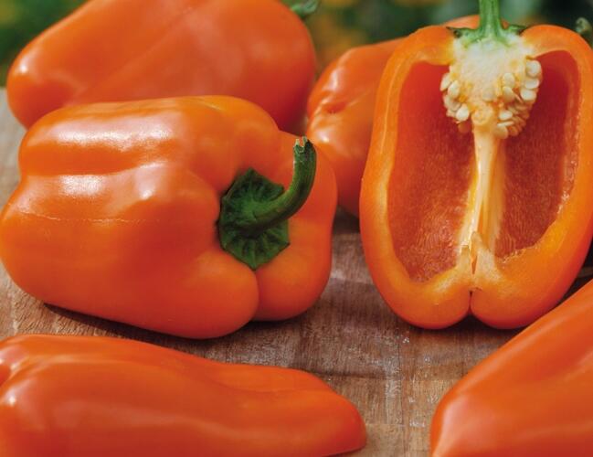 Paprika balkonová 'Almira Midi Orange F1' - Capsicum annuum 'Almira Midi Orange F1'