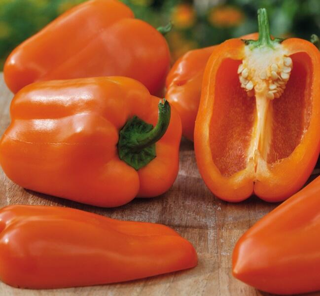 Paprika balkonová 'Almira Midi Orange' F1 - Capsicum annuum 'Almira Midi Orange' F1