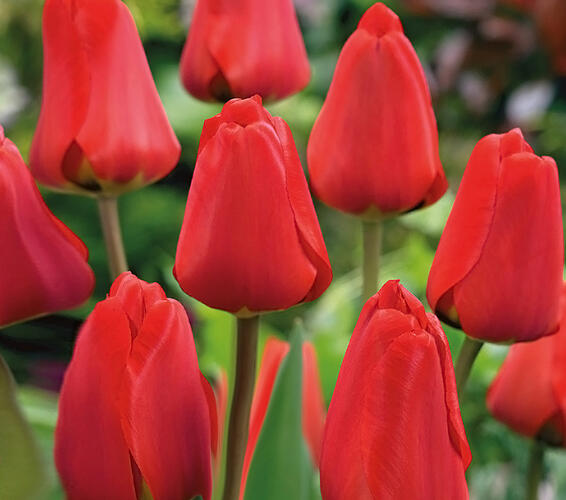 Tulipán Darwin hybrid 'Apeldoorn' - Tulipa Darwin hybrid 'Apeldoorn'