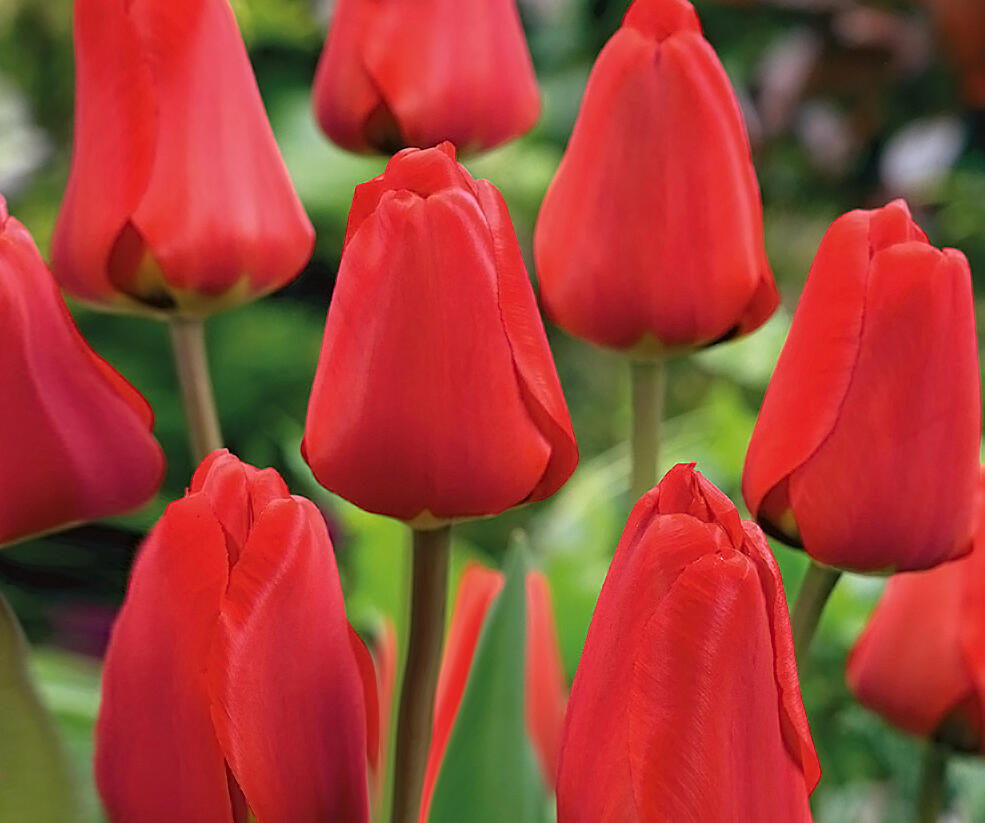 Tulipán Darwin hybrid 'Apeldoorn' - Tulipa Darwin hybrid 'Apeldoorn'