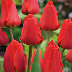 Tulipán Darwin hybrid 'Apeldoorn' - Tulipa Darwin hybrid 'Apeldoorn'