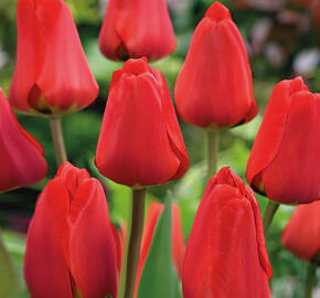 Tulipán Darwin hybrid 'Apeldoorn' - Tulipa Darwin hybrid 'Apeldoorn'