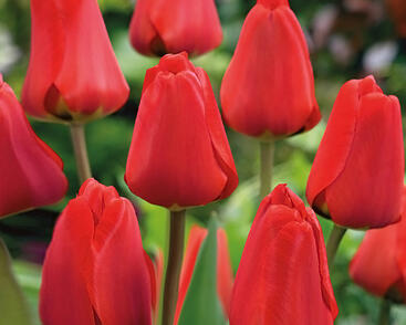 Tulipán Darwin hybrid 'Apeldoorn'