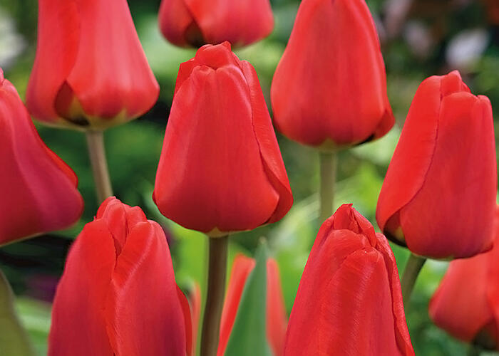 Tulipán Darwin hybrid 'Apeldoorn' - Tulipa Darwin hybrid 'Apeldoorn'