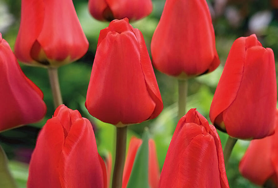 Tulipán Darwin hybrid 'Apeldoorn' - Tulipa Darwin hybrid 'Apeldoorn'