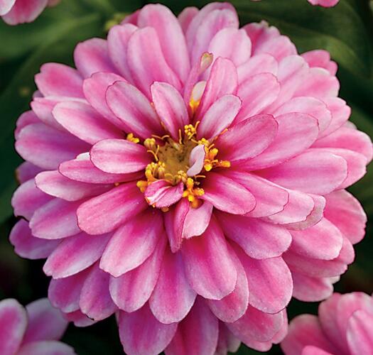 Ostálka hybrida 'Zahara Double Raspberry' - Zinnia hybrida 'Zahara Double Raspberry'