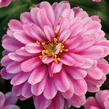 Ostálka hybrida 'Zahara Double Raspberry' - Zinnia hybrida 'Zahara Double Raspberry'