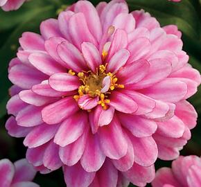 Ostálka hybrida 'Zahara Double Raspberry'