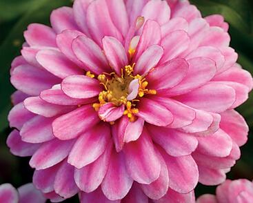 Ostálka hybrida 'Zahara Double Raspberry'