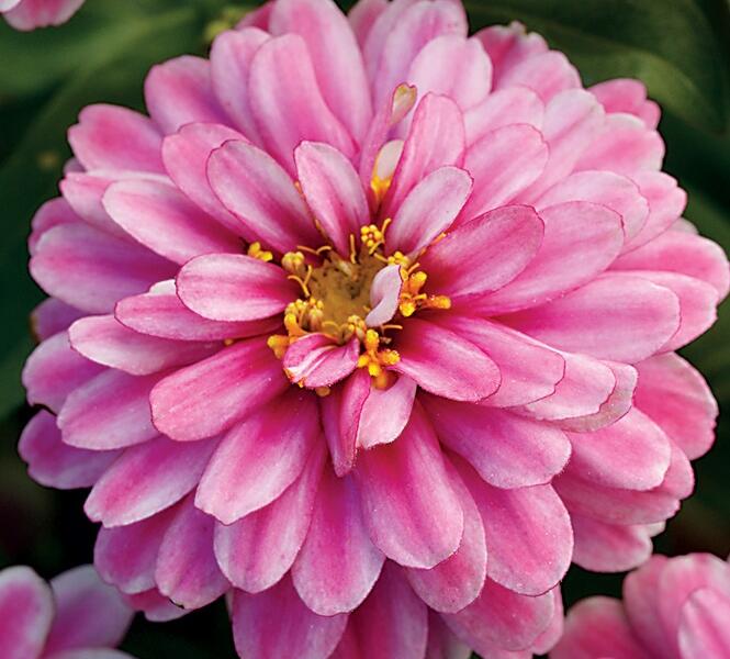 Ostálka hybrida 'Zahara Double Raspberry' - Zinnia hybrida 'Zahara Double Raspberry'