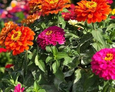 Ostálka sličná 'Splash'