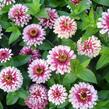 Ostálka sličná 'Radiant Cherry White' - Zinnia elegans 'Radiant Cherry White'