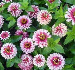 Ostálka sličná 'Radiant Cherry White' - Zinnia elegans 'Radiant Cherry White'