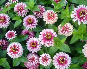 Ostálka sličná 'Radiant Cherry White'