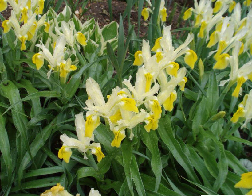 Kosatec bucharský - Iris bucharica