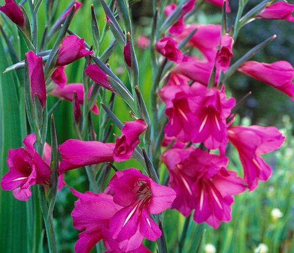 Mečík obecný - Gladiolus byzantinus