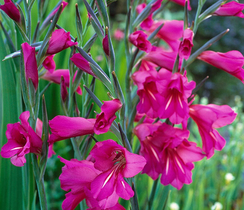 Mečík obecný - Gladiolus byzantinus