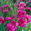 Mečík obecný - Gladiolus byzantinus