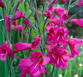 Mečík obecný - Gladiolus byzantinus