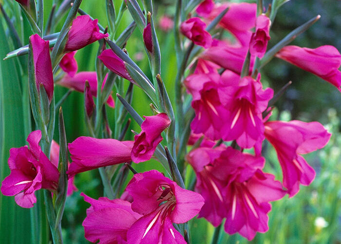 Mečík obecný - Gladiolus byzantinus