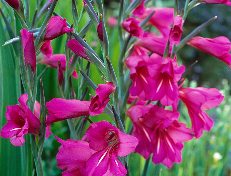 Mečík obecný - Gladiolus byzantinus