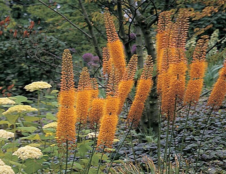 Liliochvostec 'Pinokkio' - Eremurus isabellinus 'Pinokkio'