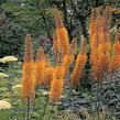 Liliochvostec 'Pinokkio' - Eremurus isabellinus 'Pinokkio'