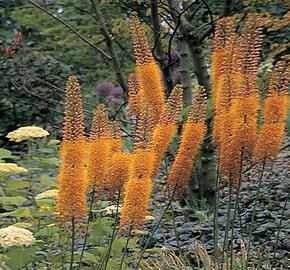 Liliochvostec 'Pinokkio' - Eremurus isabellinus 'Pinokkio'