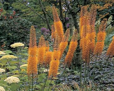 Liliochvostec 'Pinokkio'