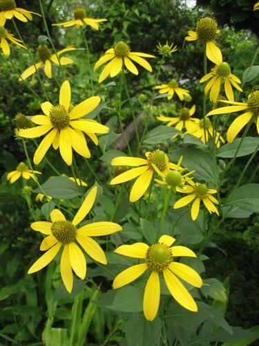 Třapatka dřípatá - Rudbeckia laciniata