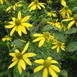 Třapatka dřípatá - Rudbeckia laciniata